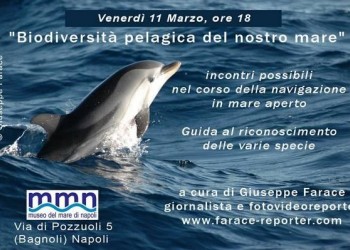 Ecologia: Biodiversità pelagica nel Golfo di Napoli, Giuseppe Farace