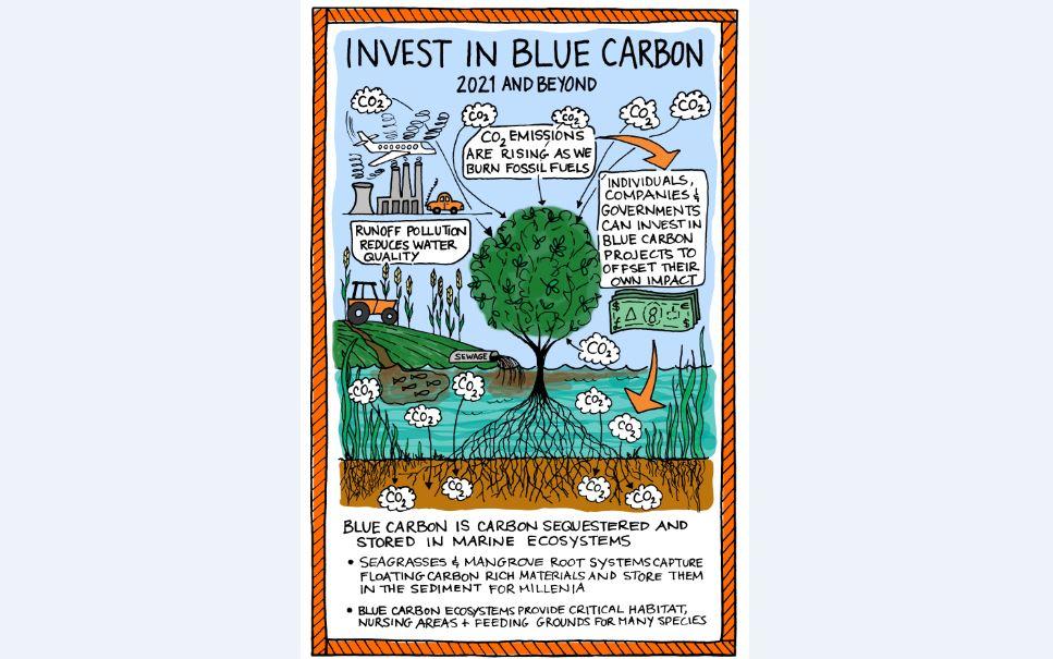 People and organisations can invest in blue carbon restoration projects to voluntarily offset their own carbon footprints