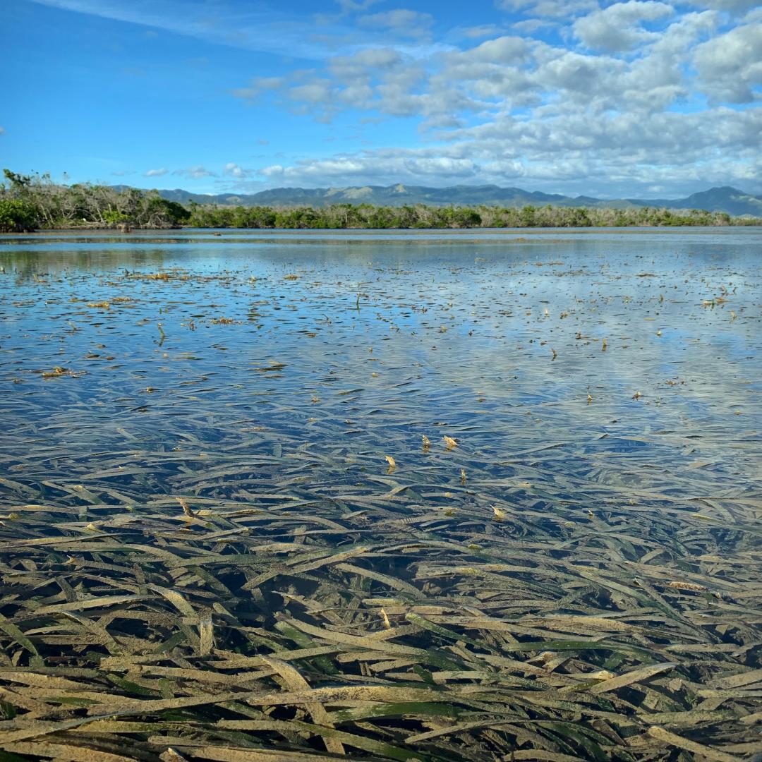 Shallow seagrass meadows like this are very vulnerable to damage by outboard motors – after which they may take decades to recover