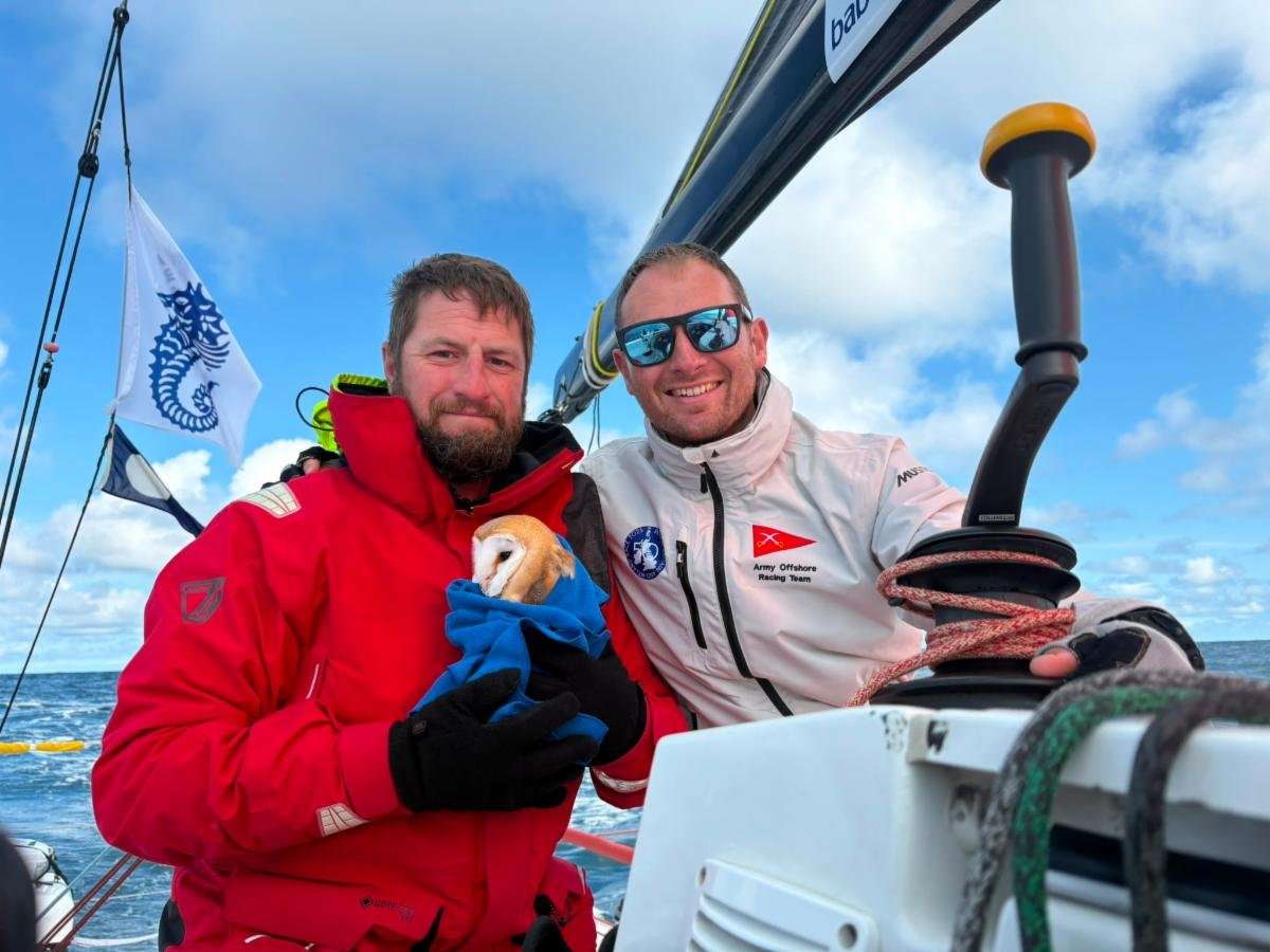British Army Sailors Rescue Barn Owl 70 Miles Offshore During RORC Round Britain and Ireland Race