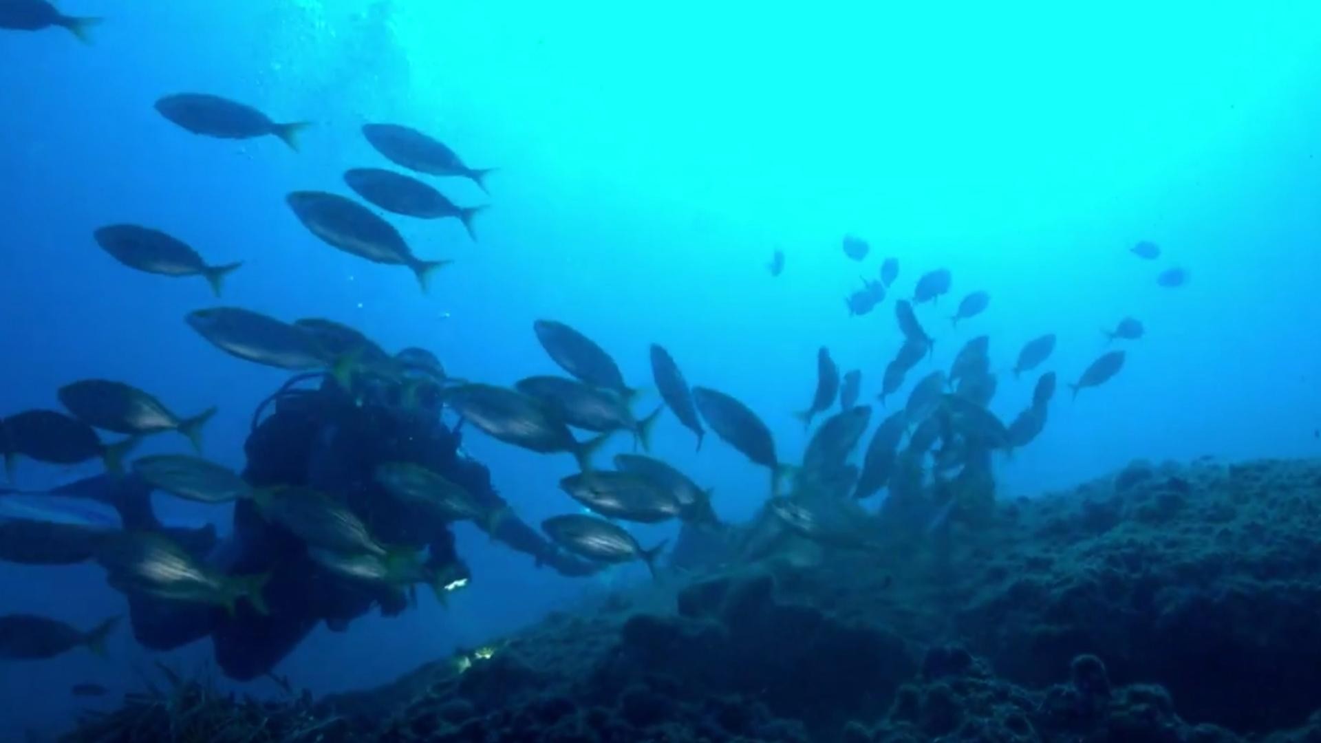 Immersioni del Blue Marlin Diving Center all'AMP Secche di Tor Paterno