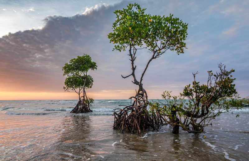 Mangroves are a vital marine habitat for storing carbon © unknown
