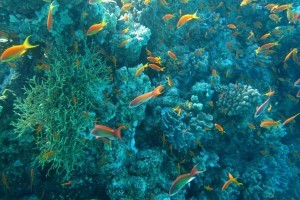 Ocean Sustainability