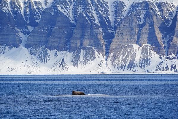 Photo credit: Daniel John Benton, Hurtigruten Svalbard
