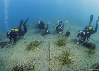 Restoration of Posidonia thanks to the support of Osculati