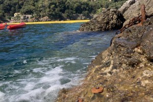 Portofino il primo giardino di alghe, custodito degli sportivi outdoor