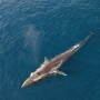 La sofisticata tecnologia dei droni militari impiegata per lo studio e la salvaguardia di balene e delfini del Mediterraneo