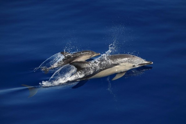 Canyon di Caprera project: research activities on cetaceans continue