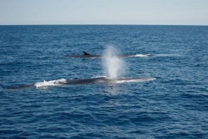 Fin whale, Balaenoptera physalus photographed in the Caprera Canyon