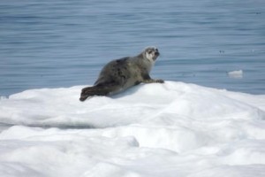 Una foca sul pack